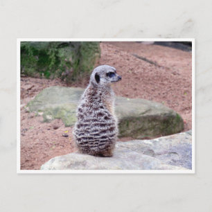 Cartão Postal meerkat