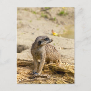 Cartão Postal Meerkat