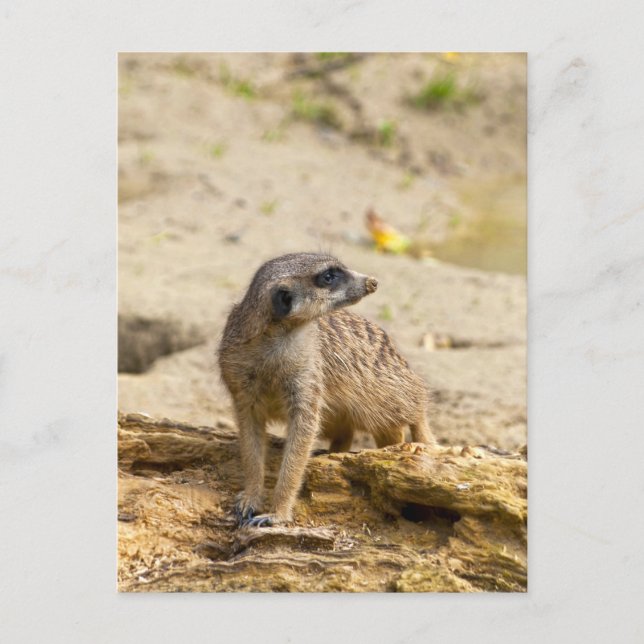Cartão Postal Meerkat (Frente)