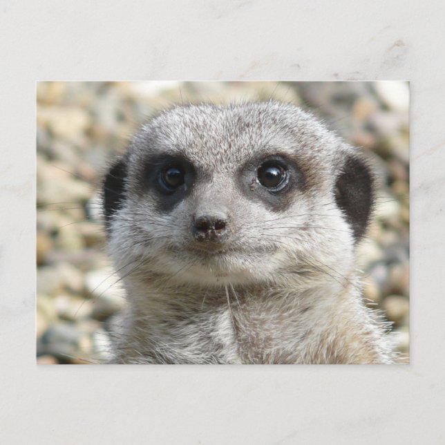 Cartão Postal Meerkat (Frente)