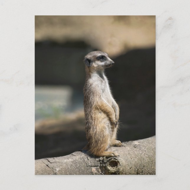 Cartão Postal Meerkat (Frente)