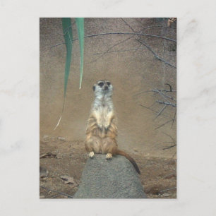 Cartão Postal Meerkat