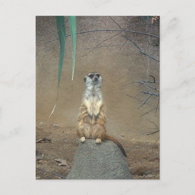 Cartão Postal Meerkat (Frente)