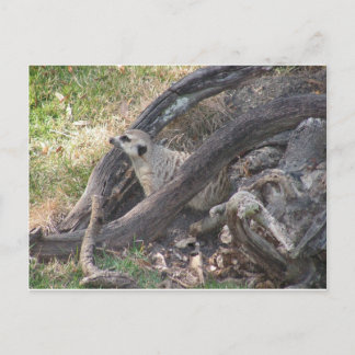 Cartão postal Meerkat