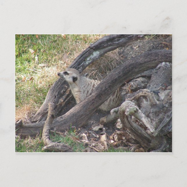 Cartão postal Meerkat (Frente)