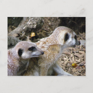 Cartão Postal Meerkat