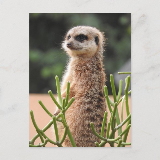 Cartão Postal Meerkat (Frente)