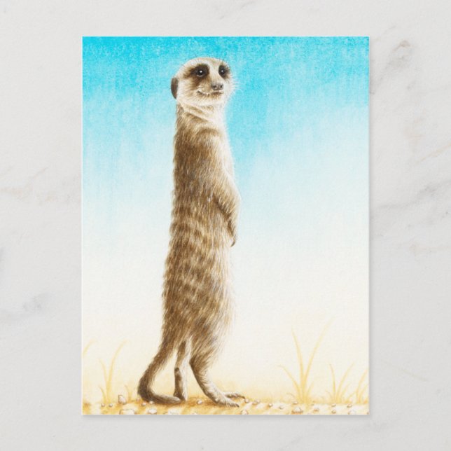Cartão postal Meerkat (Frente)
