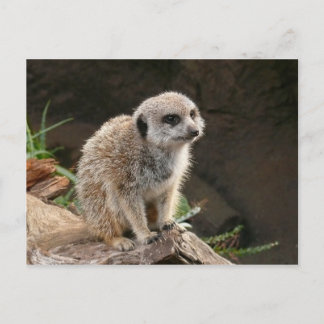 Cartão Postal Meerkat