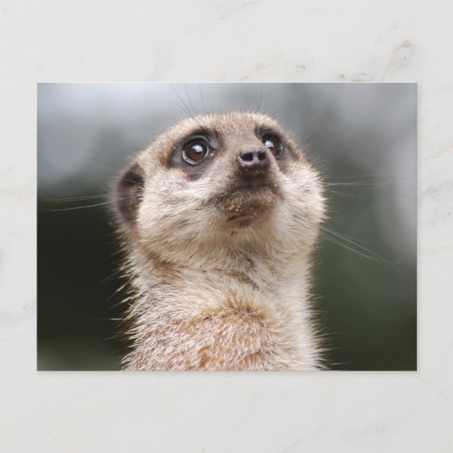 Cartão postal Meerkat (Frente)