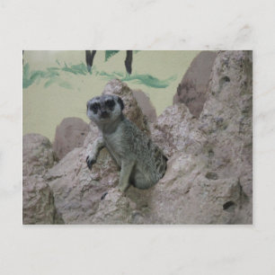 Cartão Postal Meerkat