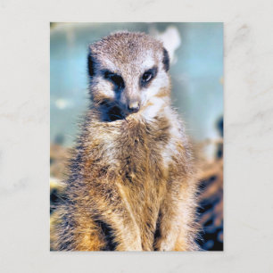 CARTÃO POSTAL MEERKAT