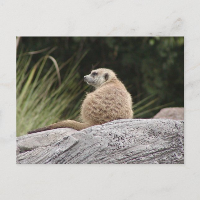 Cartão postal Meerkat (Frente)