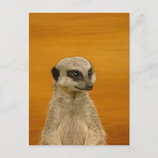 Cartão Postal Meerkat (Frente)