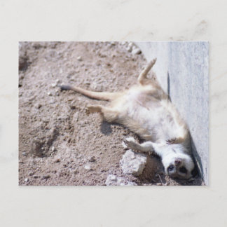 Cartão postal Meerkat (004)