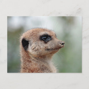 Cartão Postal Meerkat 180