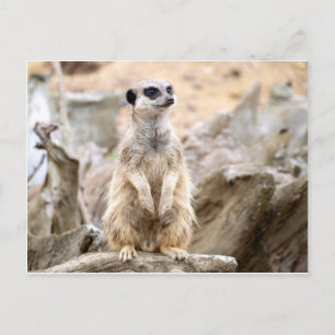 Cartão Postal Meerkat alto
