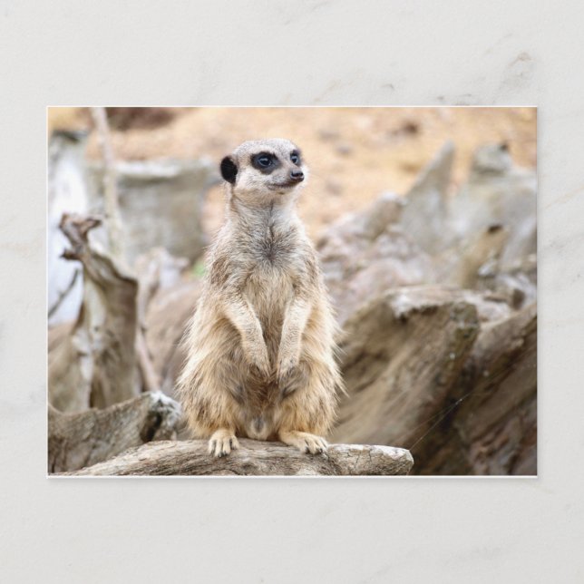 Cartão Postal Meerkat alto (Frente)