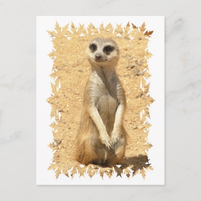 Cartão postal Meerkat curioso (Frente)