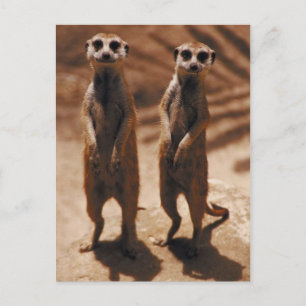 Cartão Postal Meerkat Duo