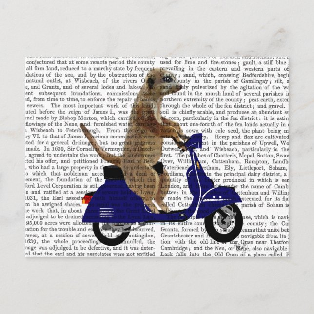Cartão Postal Meerkat em Blue Moped Escuro (Frente)