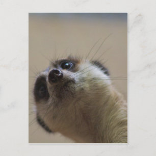 Cartão Postal Meerkat Está A Parecer Dramático