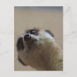 Cartão Postal Meerkat Está A Parecer Dramático