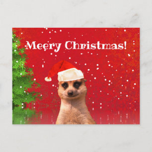 Cartão Postal Meerkat Felry Natal Engraçado