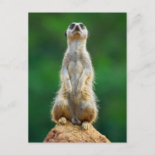 Cartão Postal Meerkat guarda