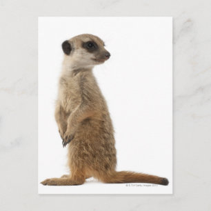 Cartão Postal Meerkat ou Suricate - Suricata suricata