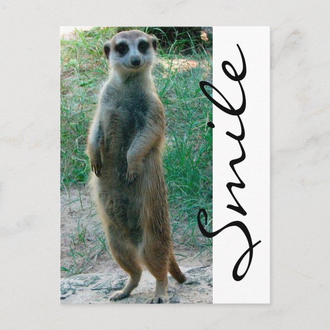 Cartão Postal Meerkat Smile (Frente)