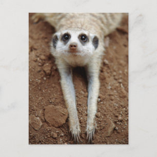 Cartão Postal Meerkat (Suricata Suricatta) Cooling Down