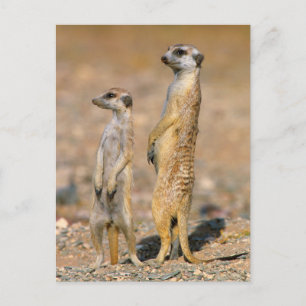 Cartão Postal Meerkat (Suricata Suricatta) Sentinels, Karas
