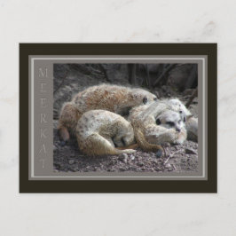 Cartão Postal Meerkat Wildlife