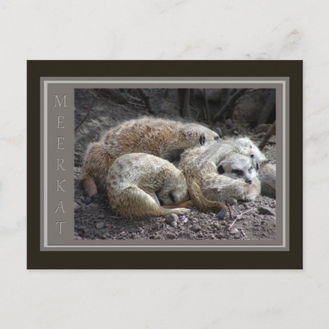 Cartão Postal Meerkat Wildlife (Frente)