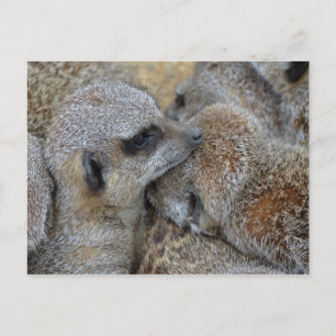 Cartão postal Meerkats