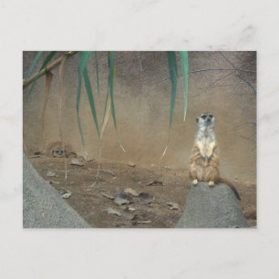 Cartão Postal Meerkats