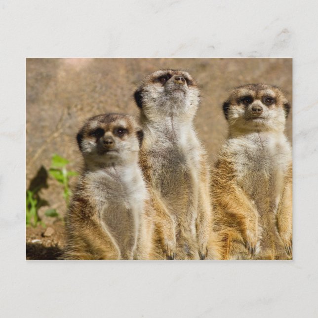 Cartão Postal Meerkats (Frente)