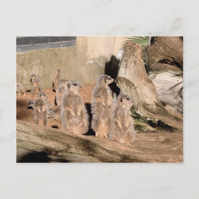 Cartão Postal Meerkats (Frente)