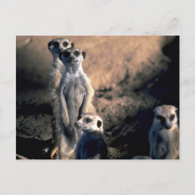 Cartão Postal Meerkats (Frente)