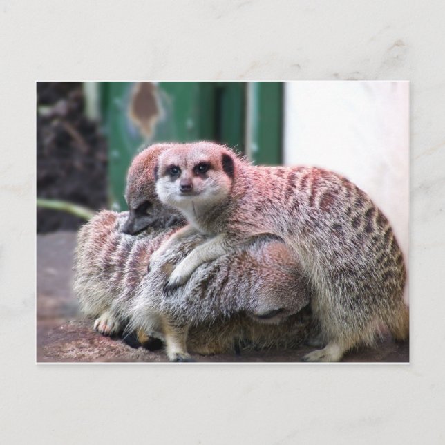 Cartão Postal Meerkats (Frente)