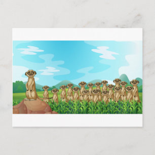 Cartão Postal Meerkats