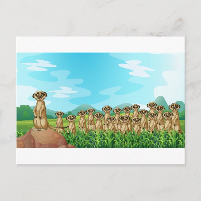 Cartão Postal Meerkats (Frente)