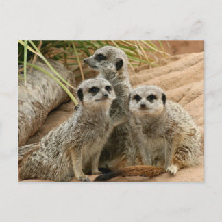 Cartão Postal Meerkats na vigia