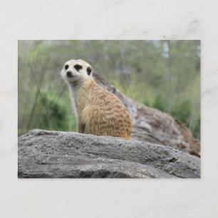 Cartão postal Meerkcat (0447)