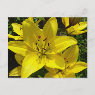 Cartão Postal Meerkerk Gardens