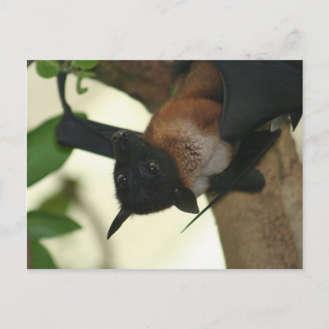 Cartão Postal Megabat indiano gigante (Frente)
