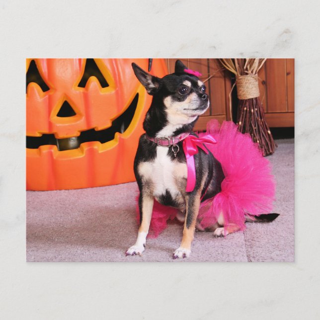 Cartão Postal Meka - Chihuahua - Shaver (Frente)