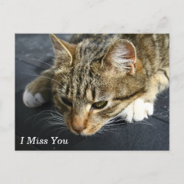 Cartão Postal [Melancholy Cat] Eu Sinto Sua Falta