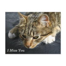 [Melancholy Cat] Eu Sinto Sua Falta